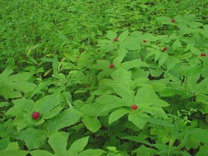 MoonBranch Botanicals