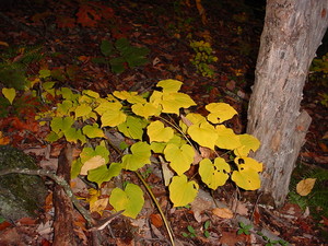 MoonBranch Botanicals