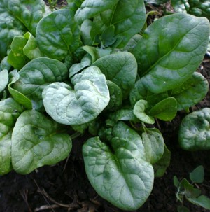 Next Generation Farms