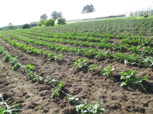 Brown Family Farm