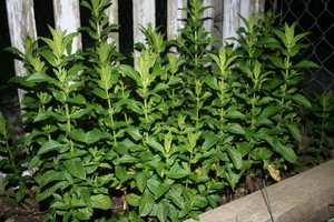 Exotic Gardening Farms and Wildlife Habitat