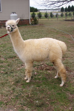 Oakheart Alpacas