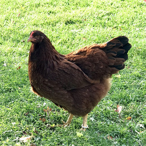 Whispering Pines Poultry