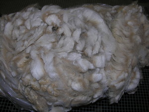 Blue Ribbon Alpacas