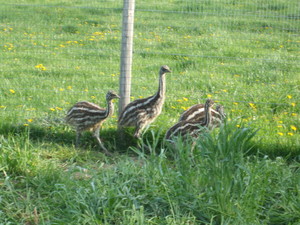 Gottslond Farm