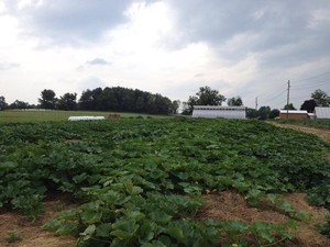 Carlin Farm