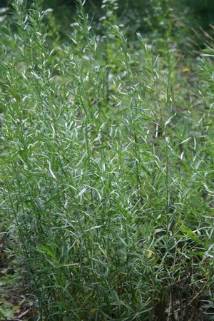 Exotic Gardening Farms and Wildlife Habitat