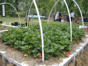 Backyard Farm