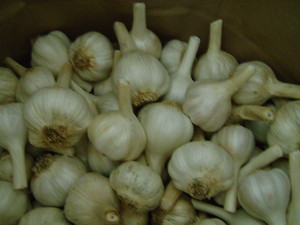 Miolea Organic Farm