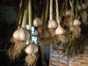 Garlic Deva