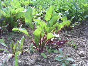 Milk and Honey Farm at Potpourri Acres