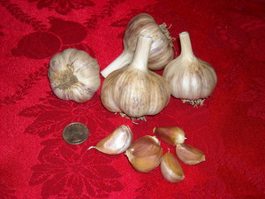 Inland Prairie Garlic Farm