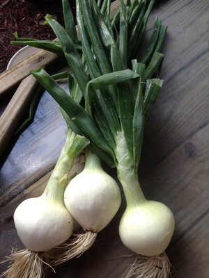 Parkesdale Farm Market