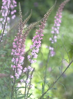 Wall Flower Studio Garden
