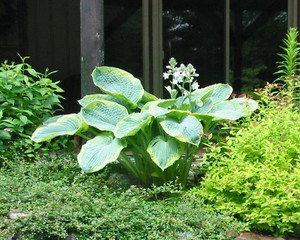 Wall Flower Studio Garden