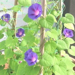 Wall Flower Studio Garden