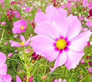 Wall Flower Studio Garden