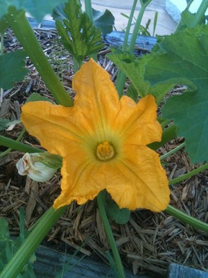 GodsGracefulGarden