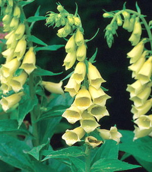 Wall Flower Studio Garden