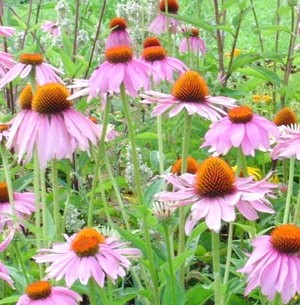 Wall Flower Studio Garden