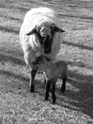 BlueLand Farm