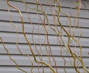 Stephens Plants, Produce and Landscape Care