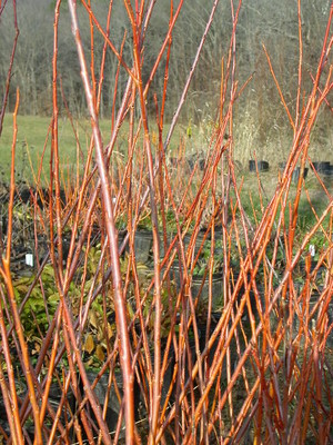 Stephens Plants, Produce and Landscape Care