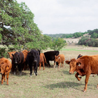 Central Texas Farmers Co-op