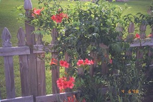 Our Vegetable Patch