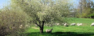 Treichler Farm