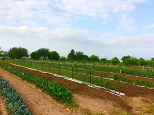 Neal's Berry Farm & Farmer's Market