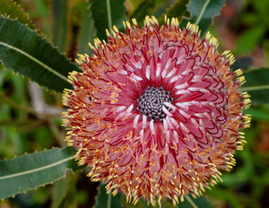 UCSC Arboretum and Botanic Garden