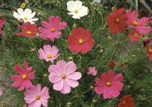 Gardens2grow