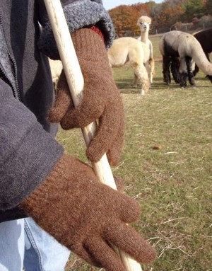 Island Alpaca Co. of Martha's Vineyard