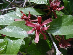 MoonBranch Botanicals