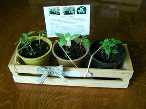 SunKiSS Gardens