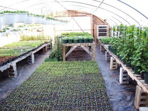 Ziehm Greenhouse & Produce