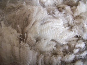 Lotis Alpacas