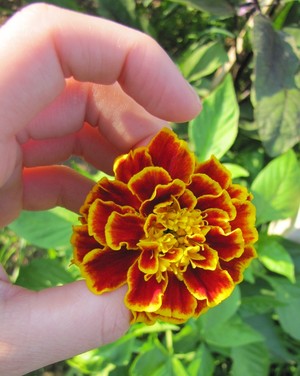 Marigold Farm