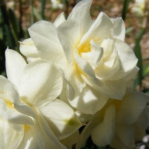 Dixie Bulb Farm