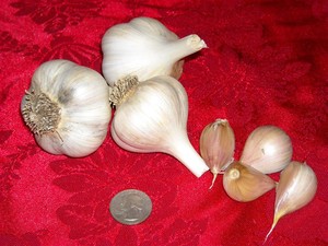 Inland Prairie Garlic Farm