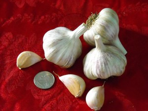 Inland Prairie Garlic Farm