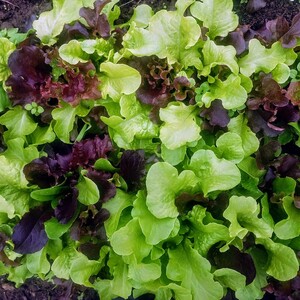 High Meadow Farm