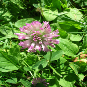 Organic Heirloom Plants