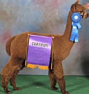 Island Alpaca Co. of Martha's Vineyard