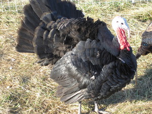 Elmwood Stock Farm