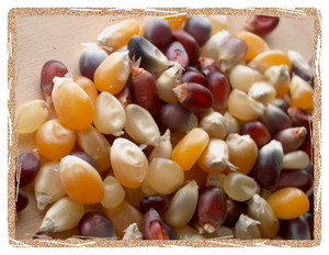 Gourmet Popcorn Shop