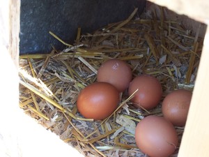 Maggie's Farm at Mulberry Creek