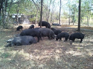 Maggie's Farm at Mulberry Creek