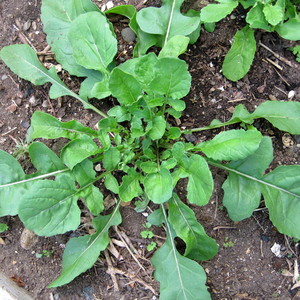 Frog Pond Gardens